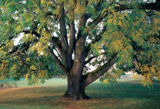 Black Walnut tree — rich dark timber for heirloom wooden furniture