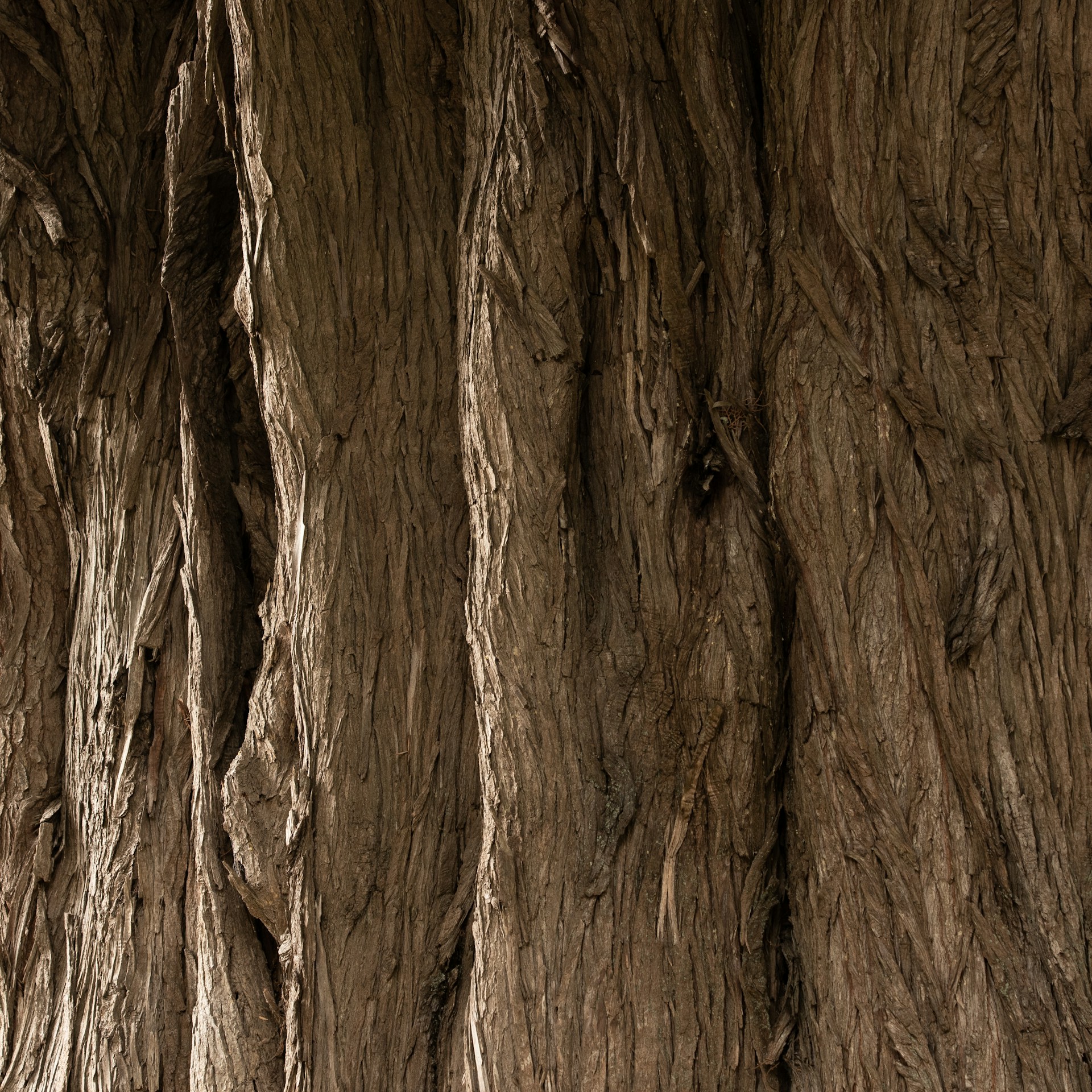 Javanese Teak forest — sustainably sourced teak for handcrafted furniture Jakarta